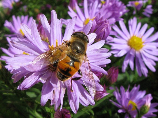 Eristalis tenax