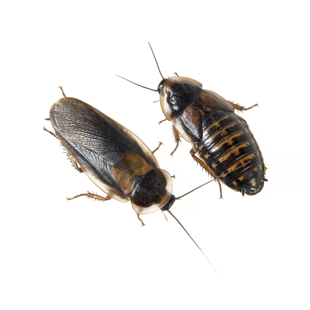Male and female Dubia Roaches on a white background.