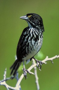 The last Dusky Seaside Sparrow (Ammodramus maritimus nigrescens). Called Orange Band, when he died on June 17, 1987 his species became extinct. (USFWS; CC)