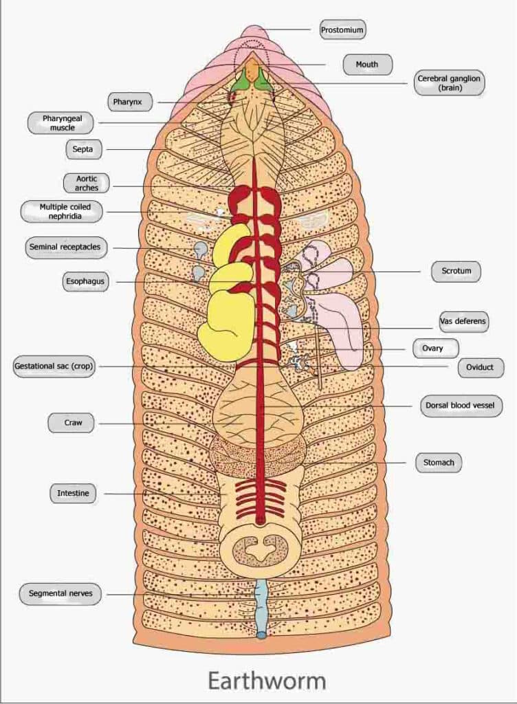 Color illustration of anatomy of an earthworm, with labels marking body parts.