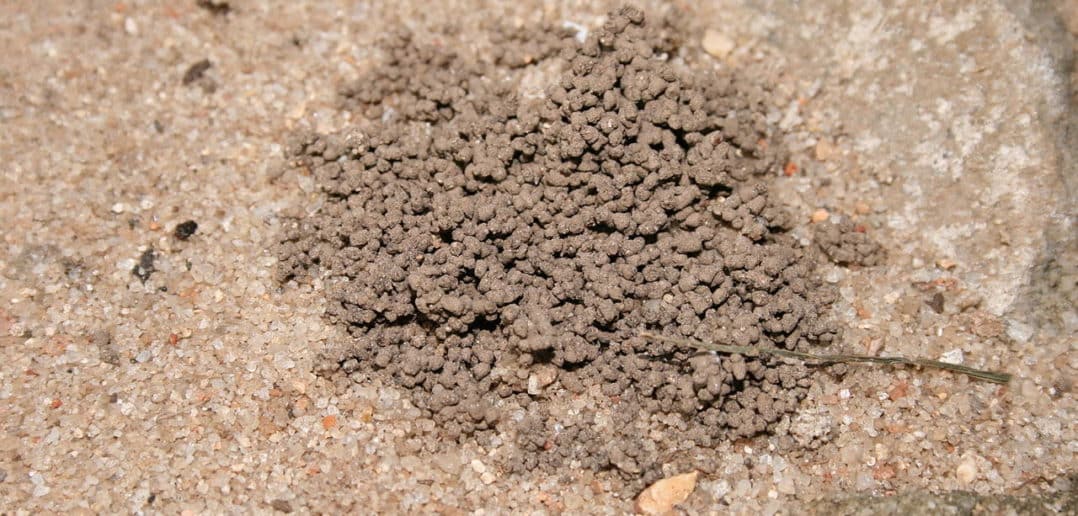Image of earthworm castings.