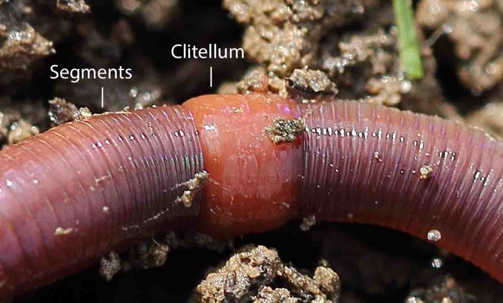 Close up of earthworm's clitellum and body segments.