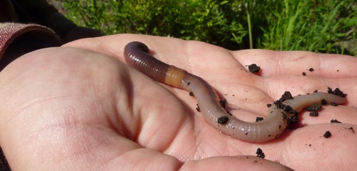 Earthworm lying in the palm of a human's hand.