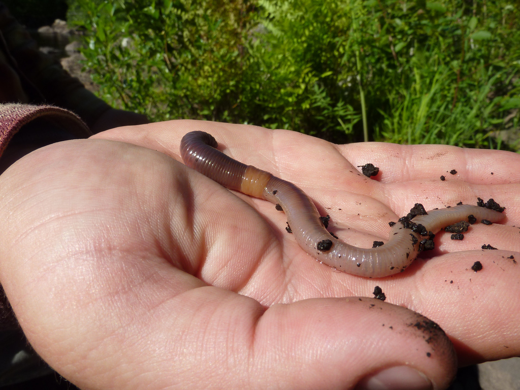 All about earthworms - Welcome Wildlife