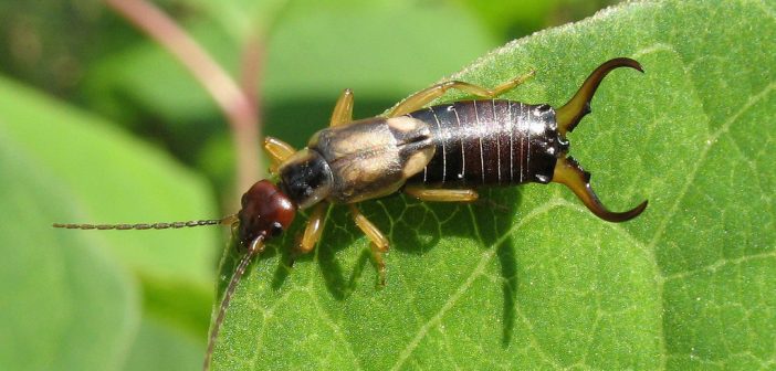 Earwig male on a green leaf.