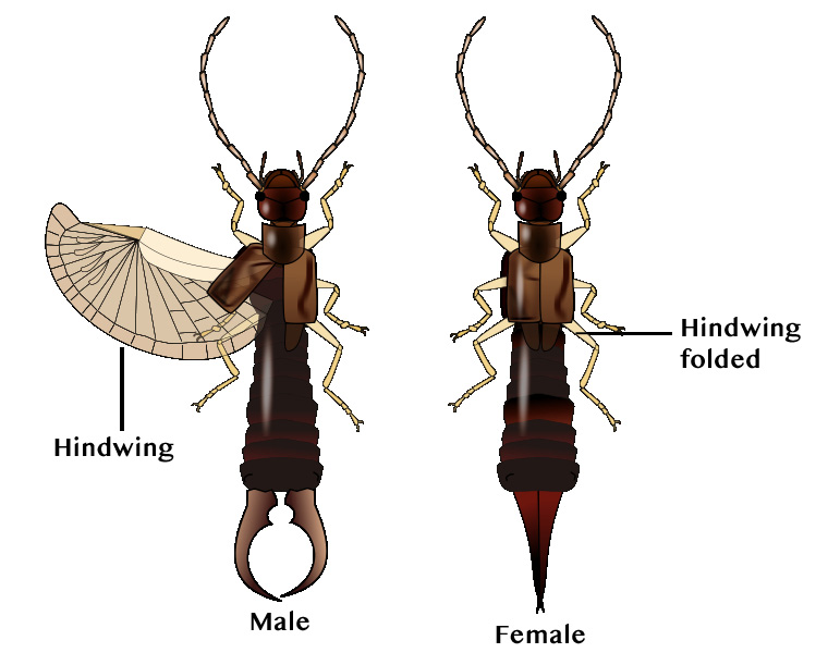 olor illustration of two earwigs, a male and a female, showing the hind wings folded and unfolded.