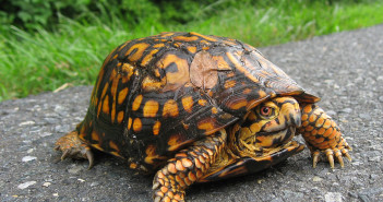 All about box turtles