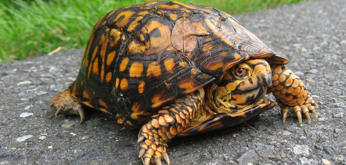 Box turtle standing on a gray road surface and looking at camera.