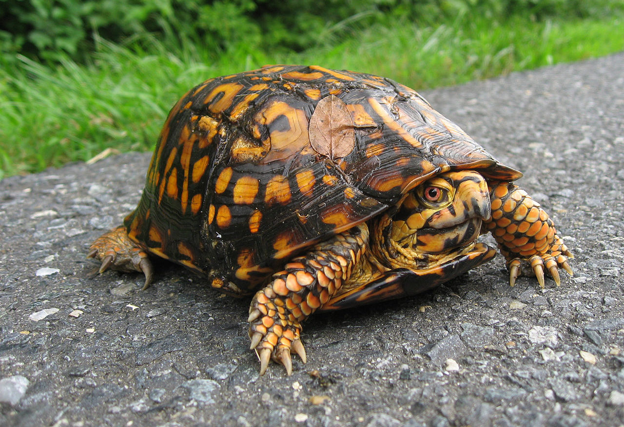 What Does Box Turtles Look Like? 2