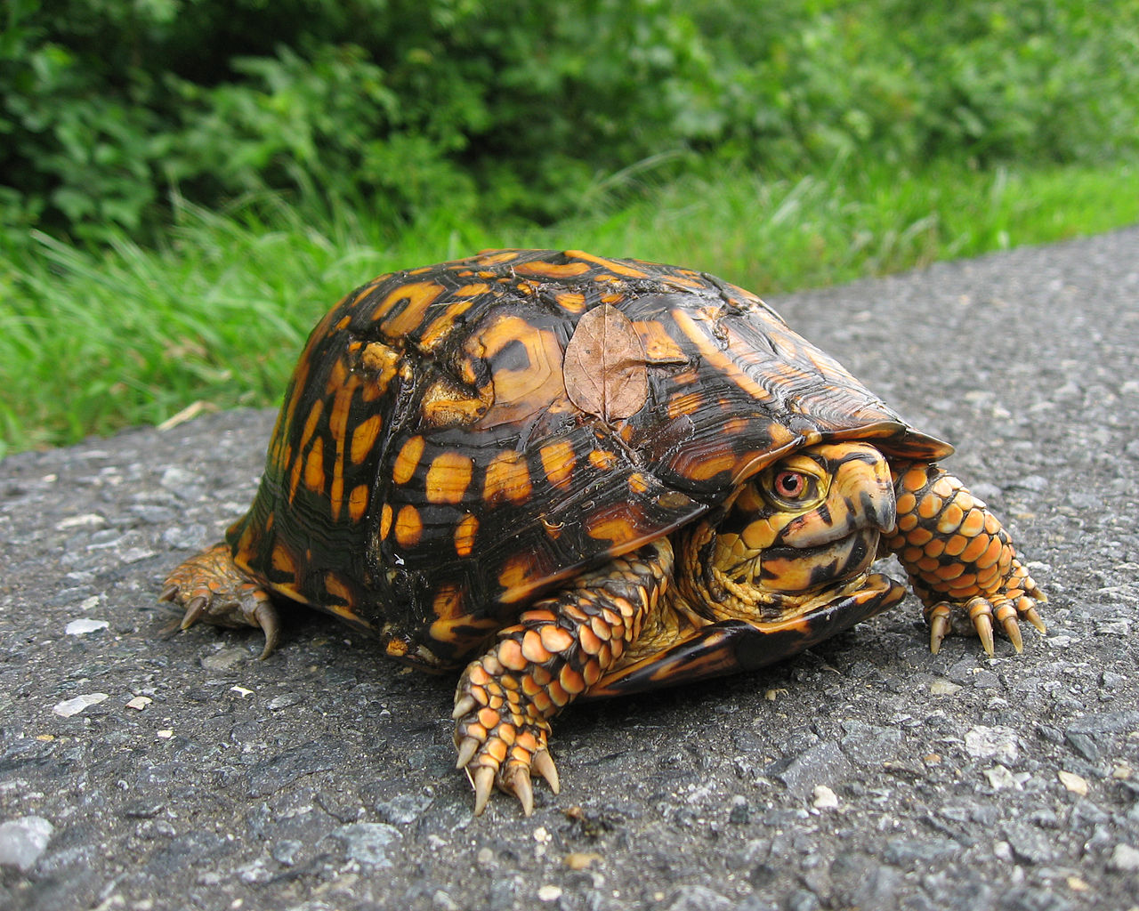 Box Turtle Size Chart