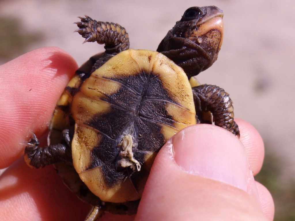 Eastern Box Turtle baby with cord and egg sac attached.