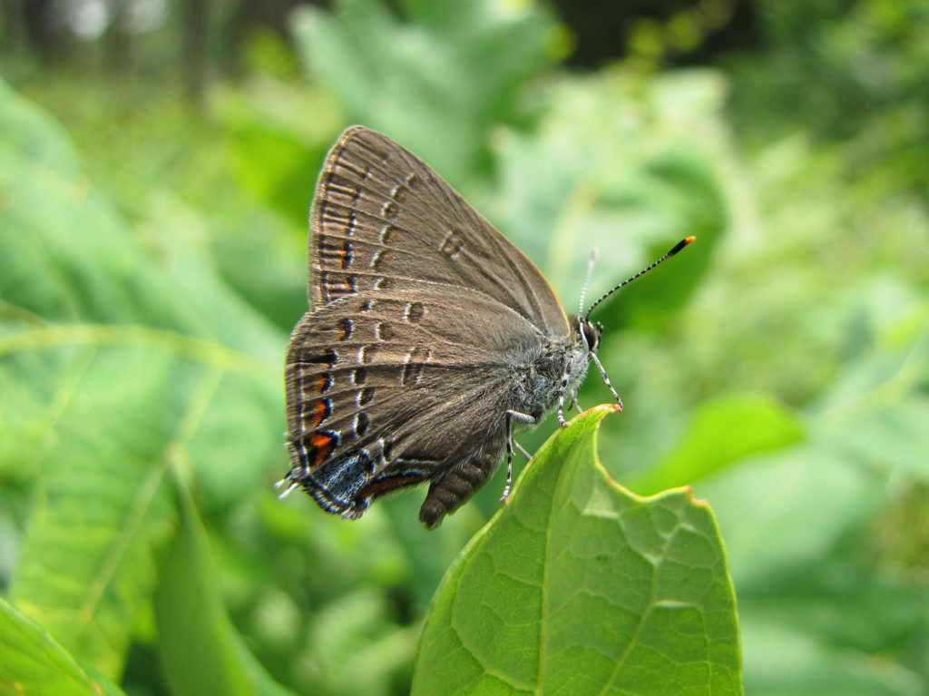 Edwards' Hairstreaks, Satyrium edwardsii