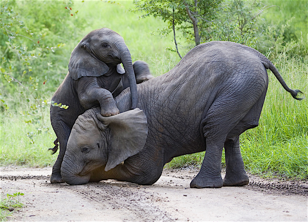 Two juvenile elephants playing with each other. The larger one is kneeling on its front knees and the smaller one has its front legs on the other's back.