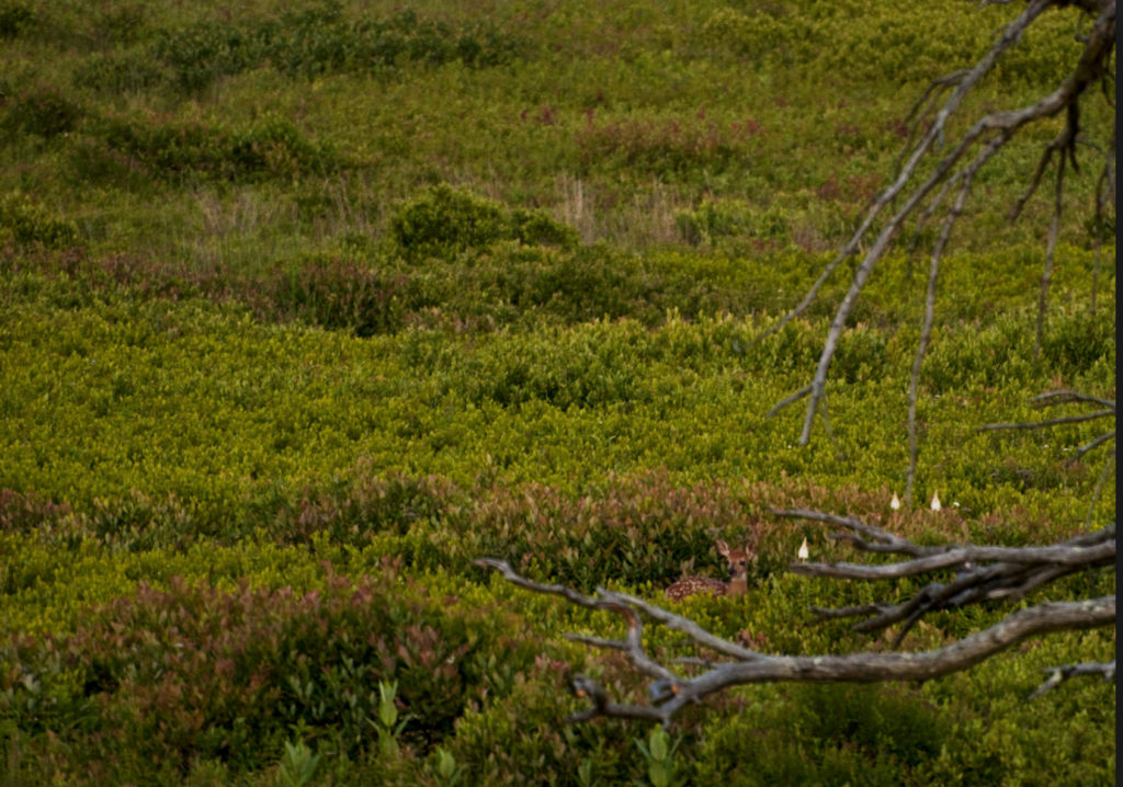 Fawn barely discernible as it lies in a landscape of tall grasses and bushes.