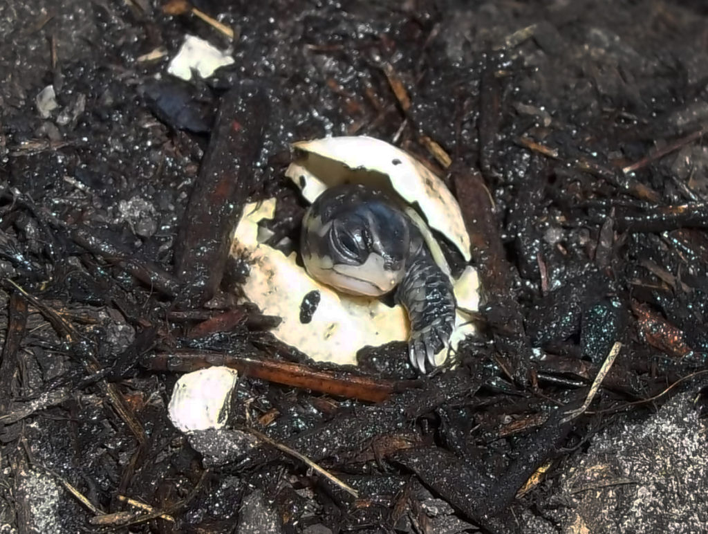 Florida Box Turtle hatching out of its egg. Its head and one front leg can be seen.