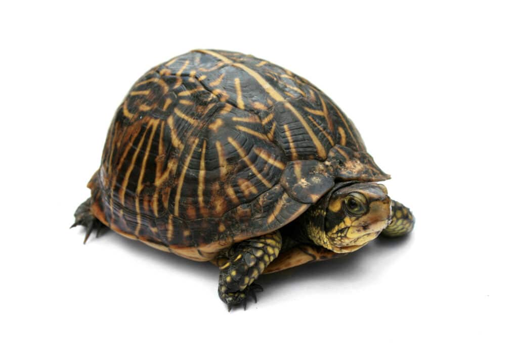The striped-yellow scutes on the carapace of a Florida Box Turtle.