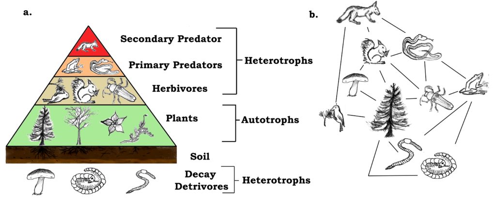 A tápláléklánc diagramja, amely a növényekkel kezdődik és a húsevőkkel végződik.