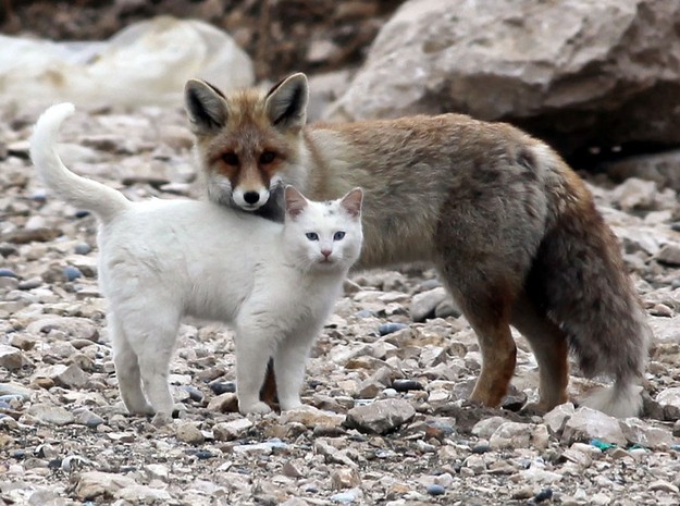 Do foxes eat kittens shop