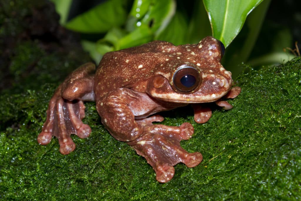 Cute little brown Fringe-limbed Tree Frog sitting on a green, mossy surface.