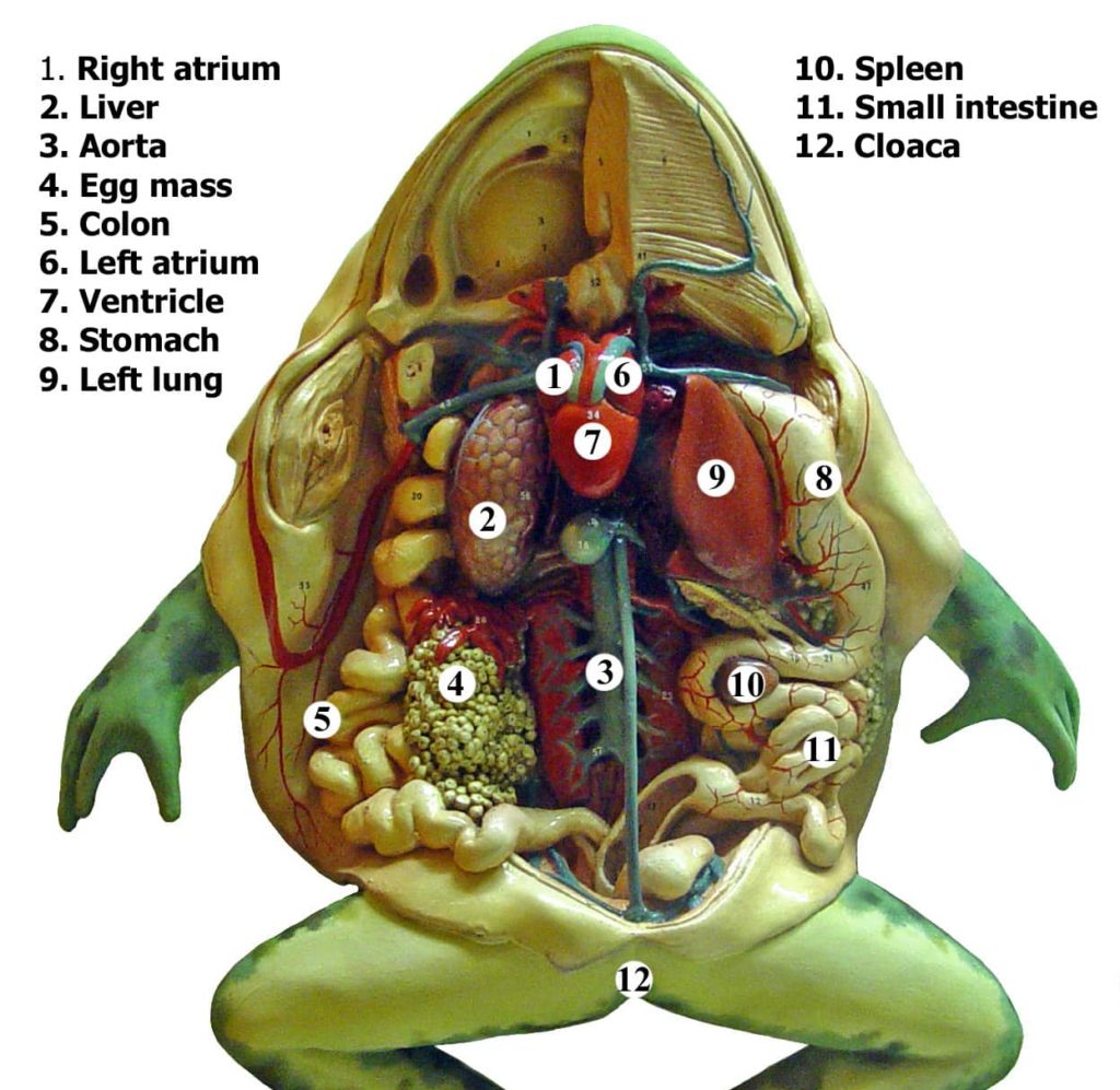 Color illustration of a frog's internal anatomy as seen from the belly side of the frog.