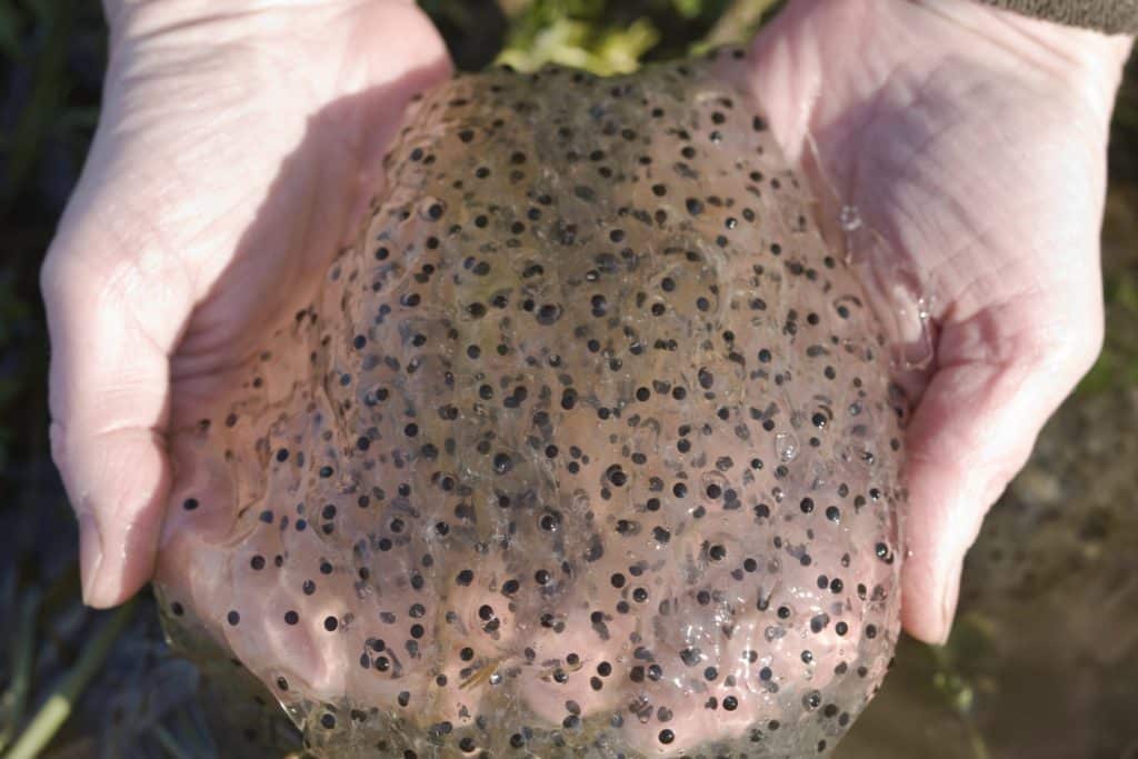 Gelatinous mass containing dozens of tiny tadpoles that are so small they look like black dots.
