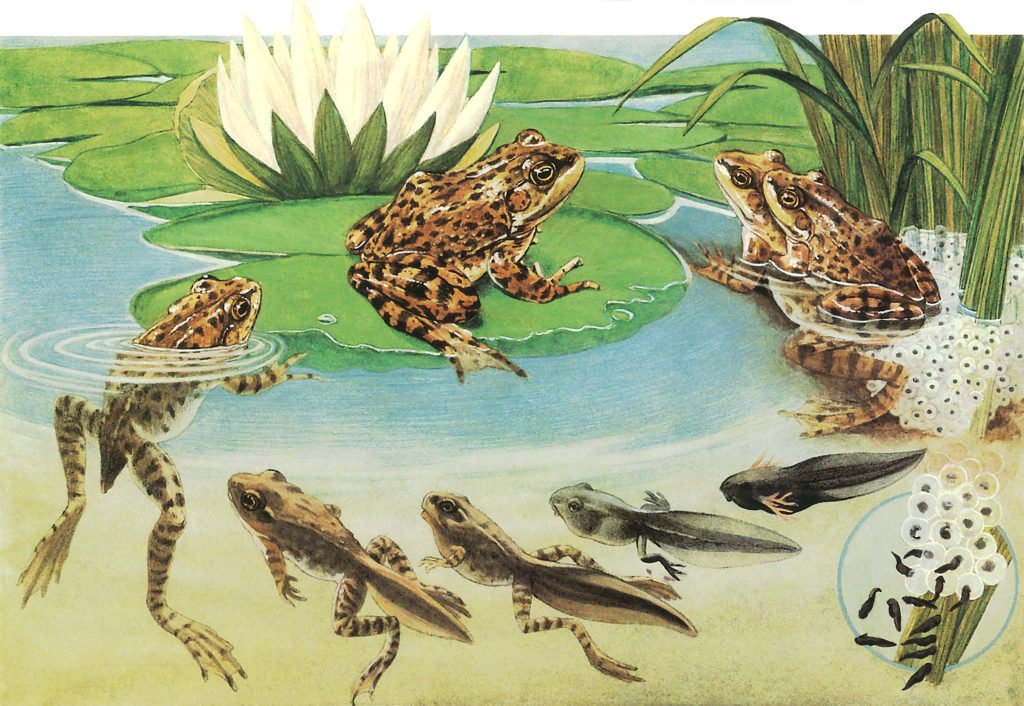 Colorful illustration of frog life cycle, from mating to adulthood. 