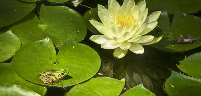 Small green frog sitting on a lilypad in water, with a pretty yellow flower nearby.