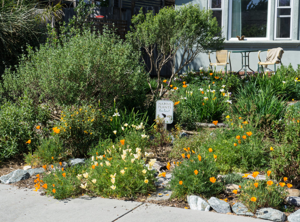 A front yard planted with native plants and part of a blue-painted house in the background.