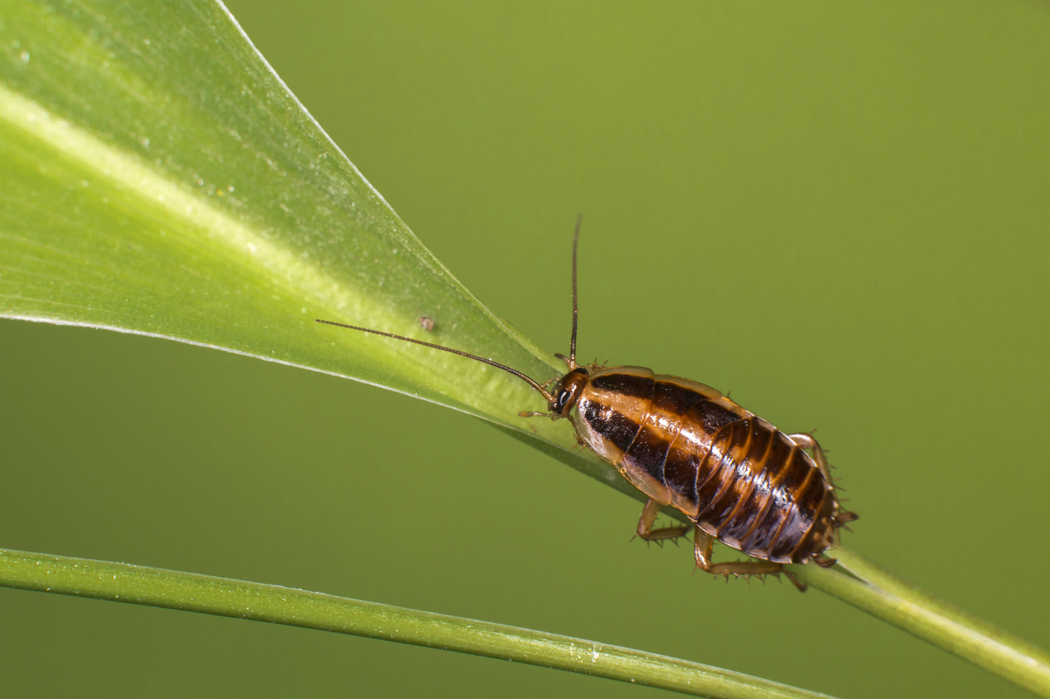 All about cockroaches most are beneficial and stay outdoors