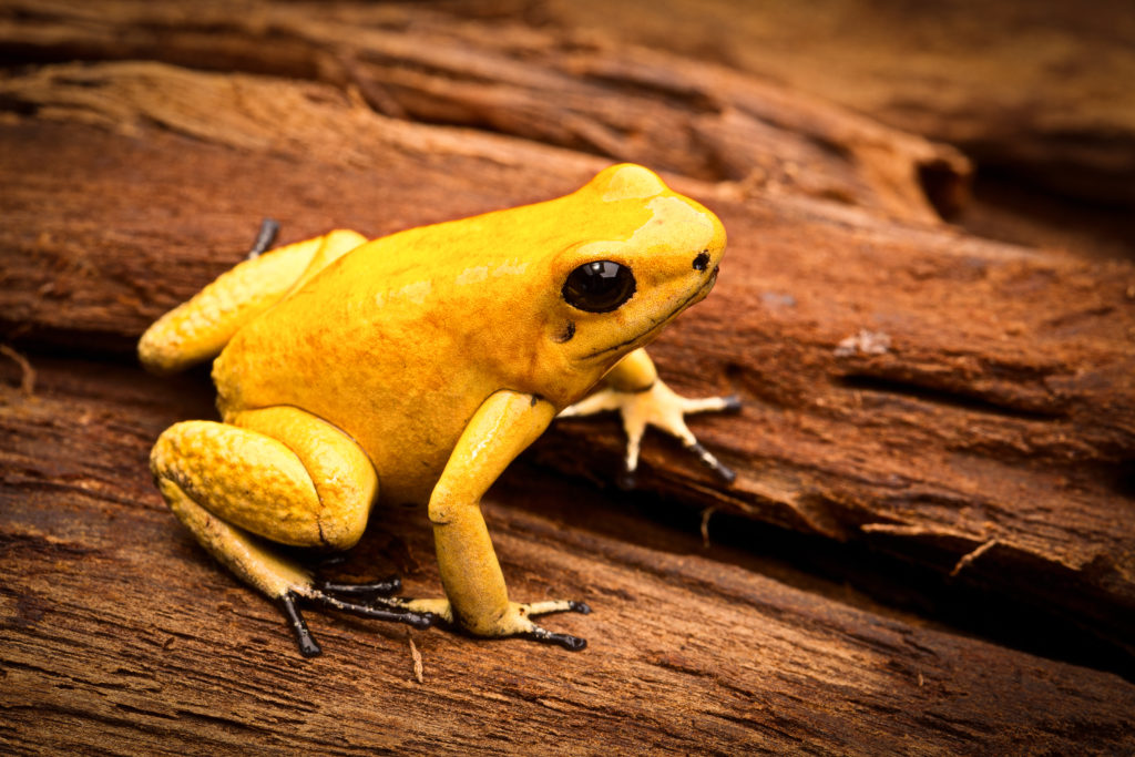 Golden Poison Frog, Phyllobates terribilis.