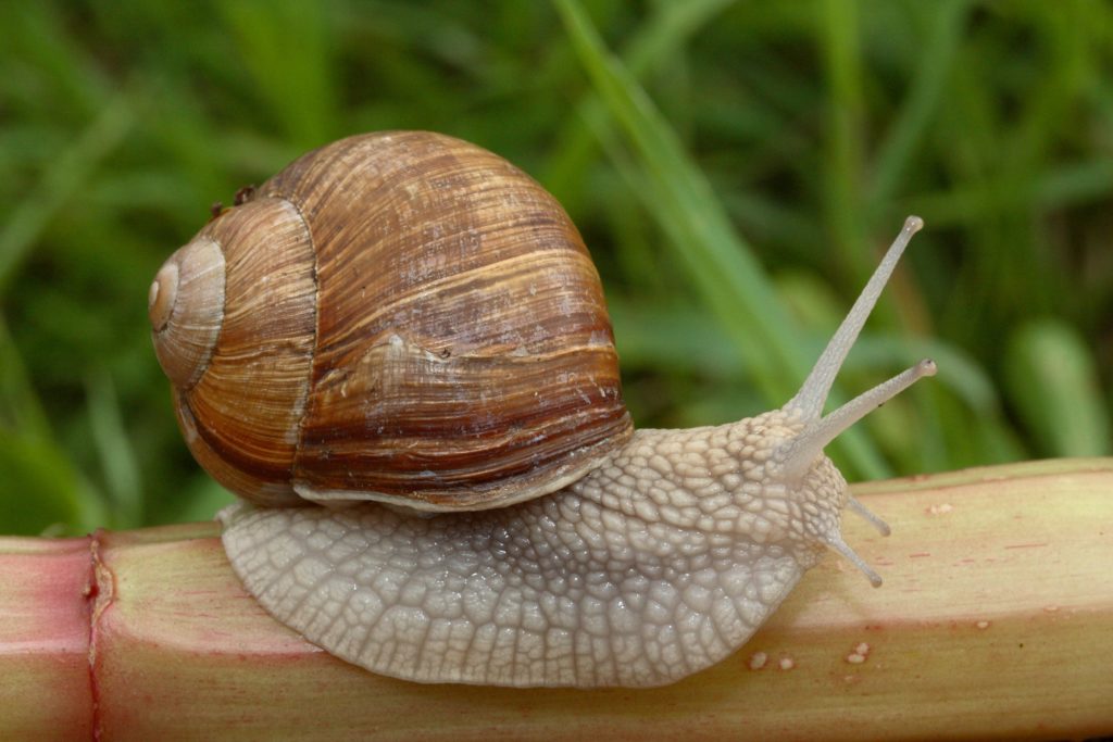 Alive Helix pomatia snail on a piece of wood.