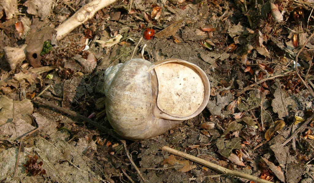 Epiphragm sealing the opening of a hibernating Roman Snail, Helix pomatia.