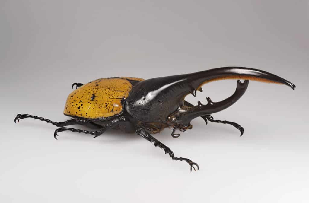 Hercules Beetle, Dynastes hercules ecuatorianus