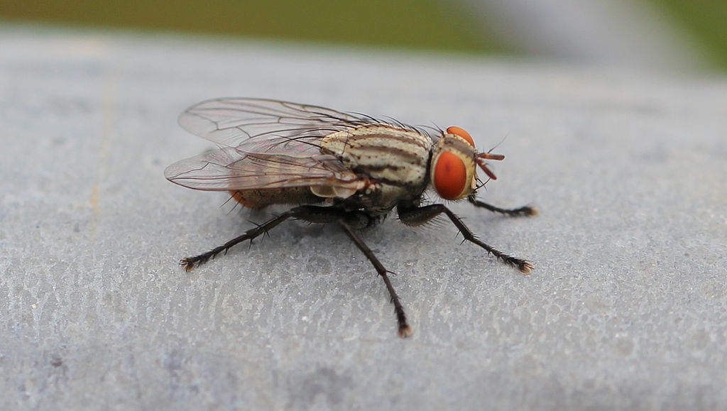 Pictures Of A Housefly 24