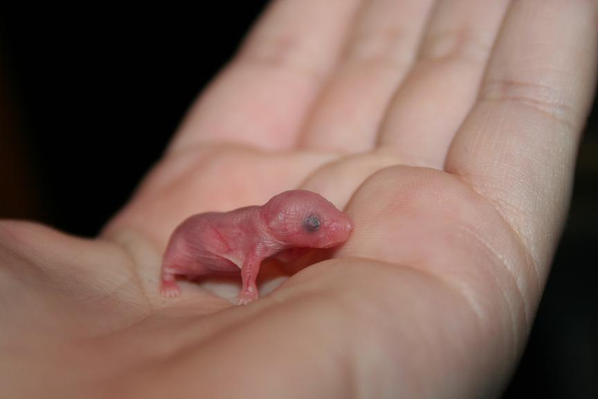 One-day-old House Mouse, tiny, pink and hairless with eyes closed. Standing in palm of open hand.