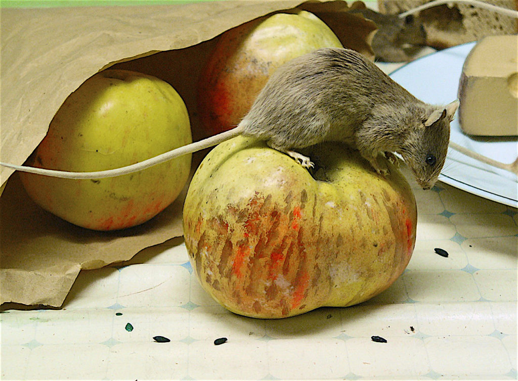 Huismuis staand op een appel, met daarachter een zak appels en wat kaas.