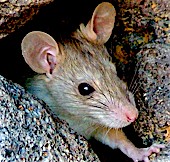 Close up of the face of a house mouse.