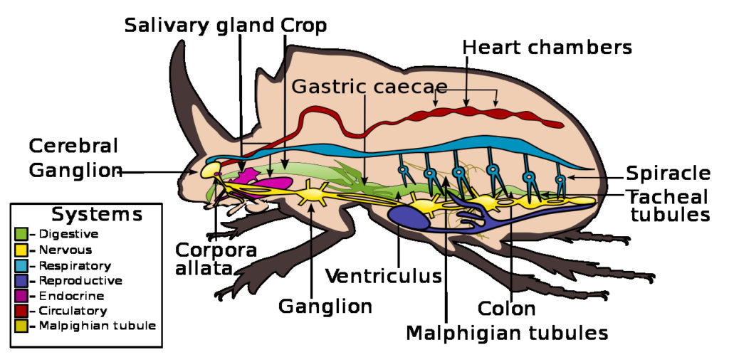 Color drawing of the internal anatomy of a beetle with an identifying label for each part.