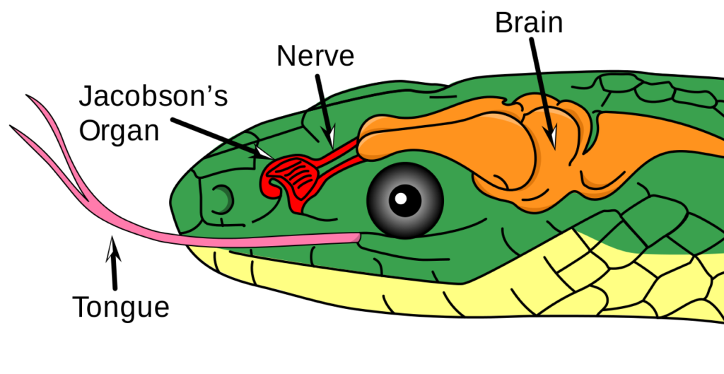 Color illustration of a snake's head, showing Jacobson's organ.
