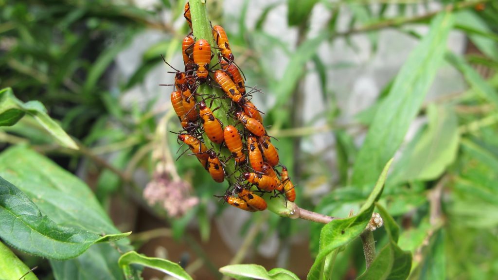 Group of bright orange Large Milkweed Bug nymphs, Oncopeltus fasciatus, on milkweed plant.