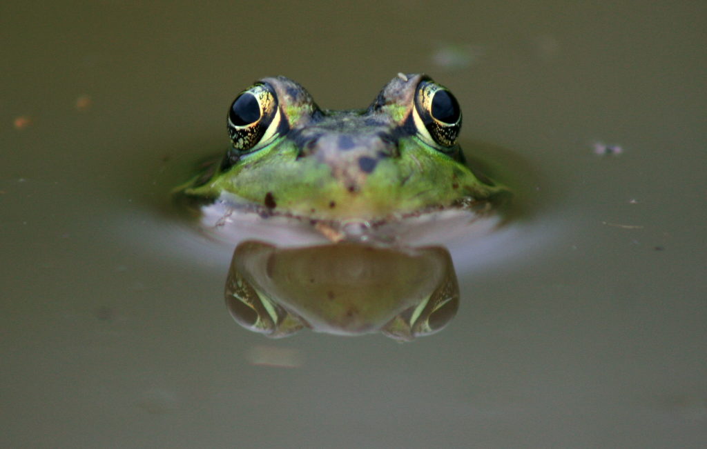 Close up image of a Leopard Frog peering out of water, with a close view of its eyes.