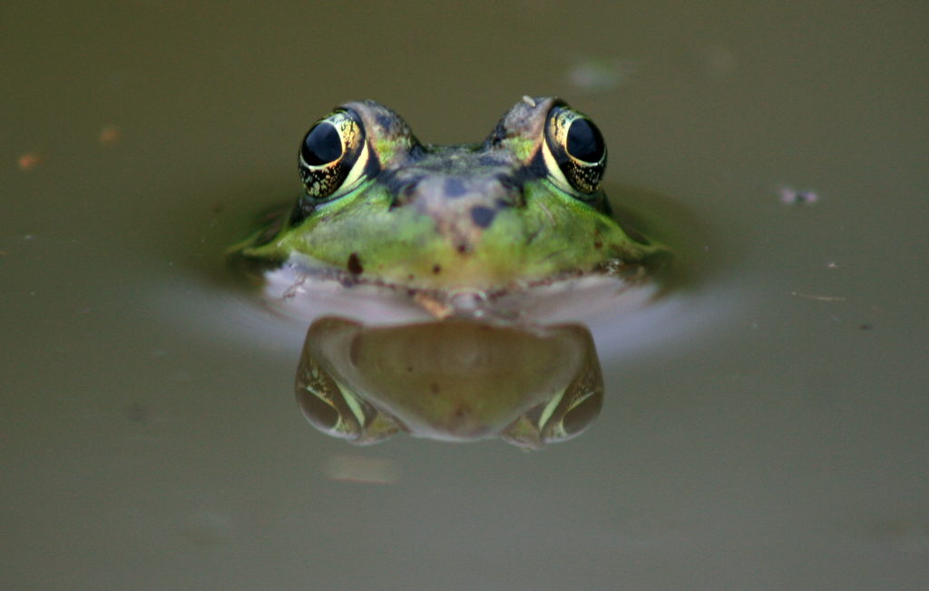 Close up image of a Leopard Frog peering out of water and a close view of its eyes.