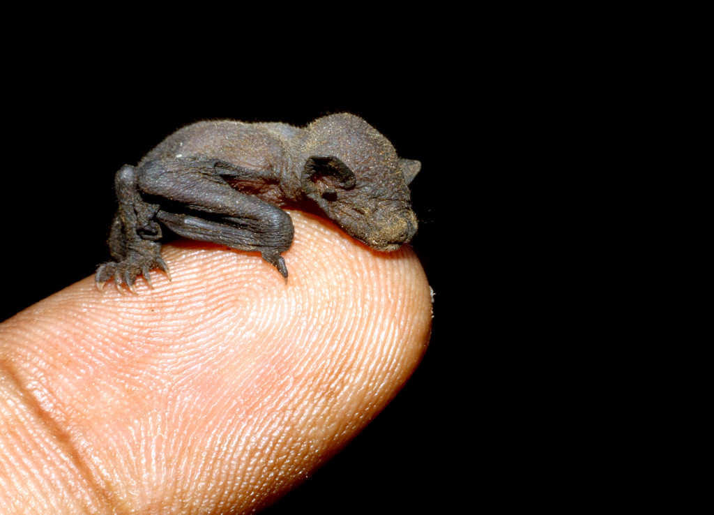 Lesser Short-nosed Fruit Bat, less than 12 hrs old, sleeping on a human's finger.