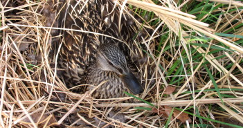 Female Mallard hiding among grasses.