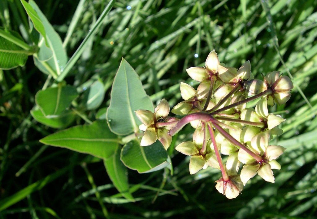 Mead's Milkweed, Asclepias meadii, threatened species