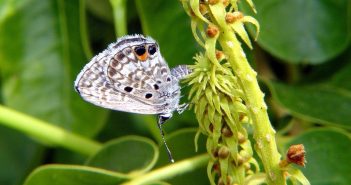 Miami Blue Butterfly, Cyclargus thomasi bethunbakeri, clinging to a flower stem.