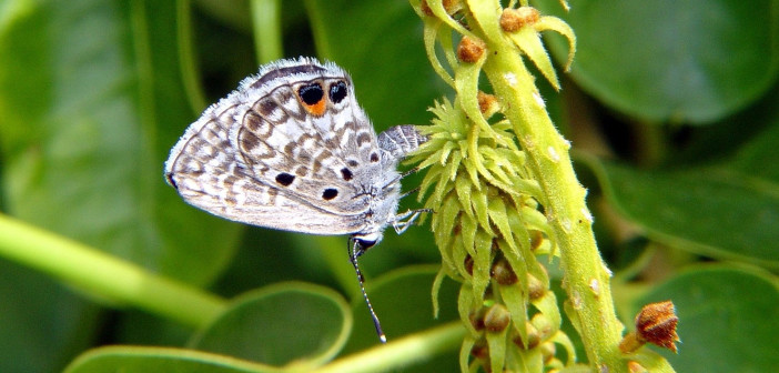 Miami Blue Butterfly, Cyclargus thomasi bethunbakeri, clinging to a flower stem.