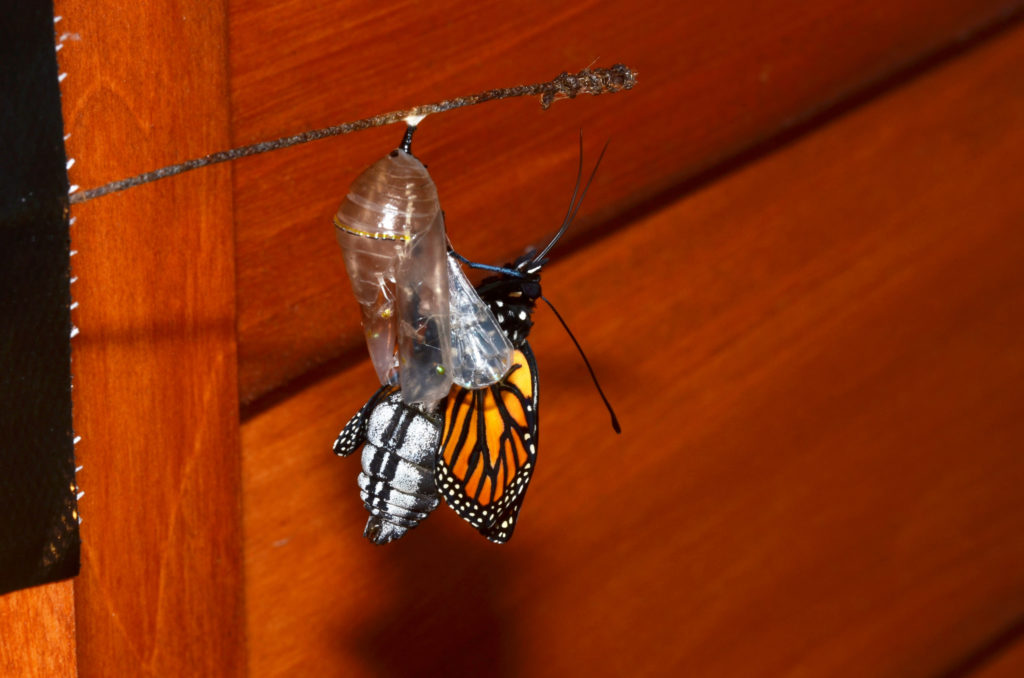 Monarch butterfly emerging from its chrysalis, showing its enlarged abdomen which is filled with fluid, and its limp, shrunken wings.