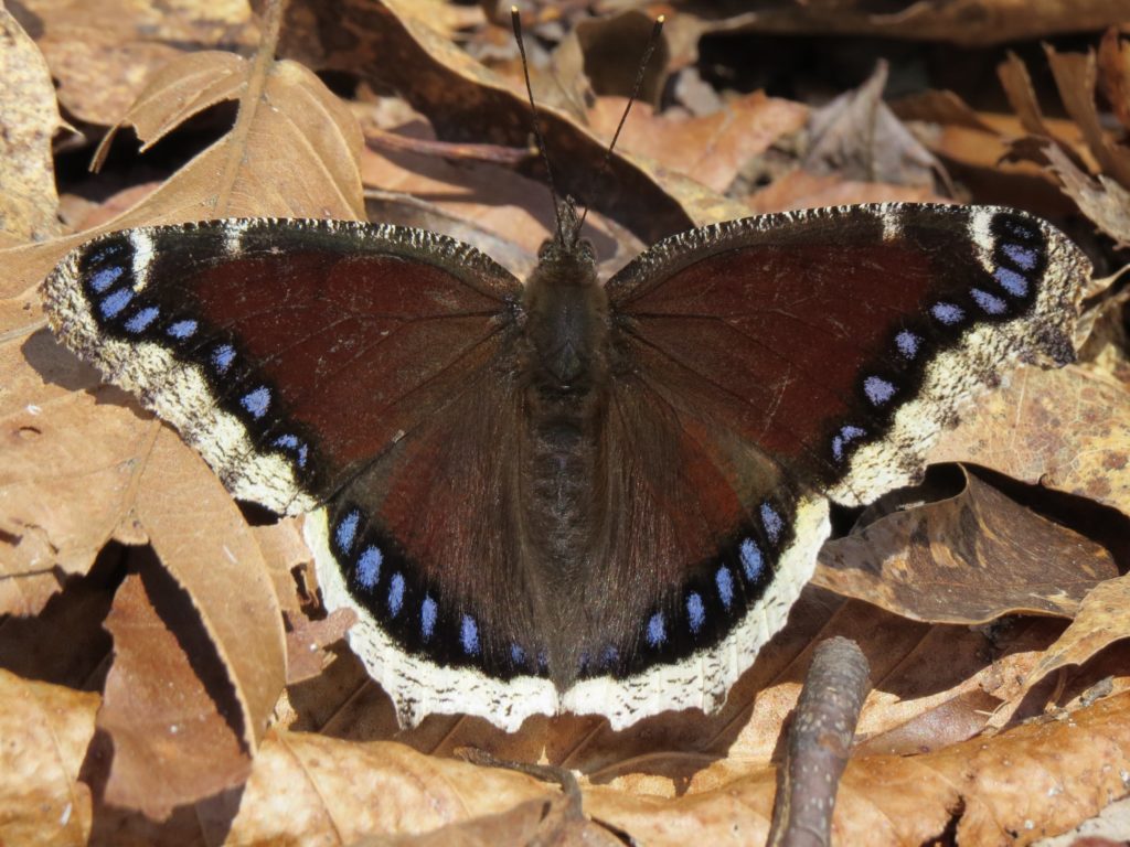 Mourning cloaks, Nymphalis antiopa