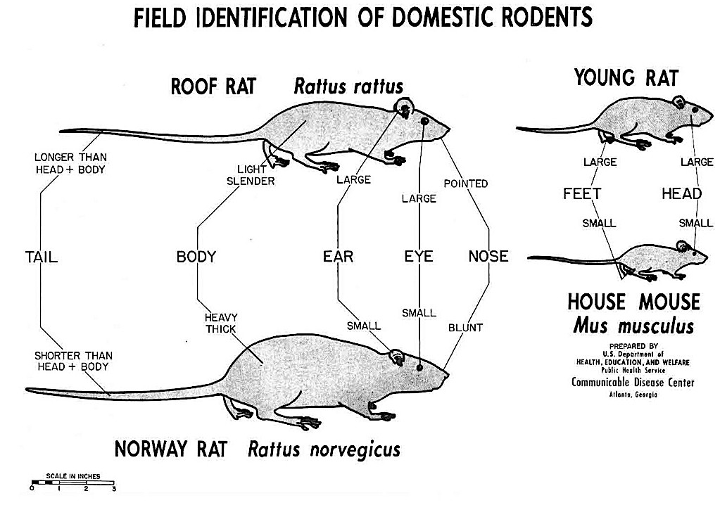 Zwart-wit tekening van vergelijking tussen muis en rat, met labels.